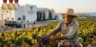 La filière Vitivinicole Tunisienne en 2008 : Le paradoxe d’une montée en gamme sur des bases fragiles Filière Vitivinicole