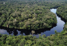 Bassin du Congo : 30 % des financements des systèmes alimentaires dédiés à l’agroécologie