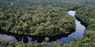 Bassin du Congo : 30 % des financements des systèmes alimentaires dédiés à l’agroécologie