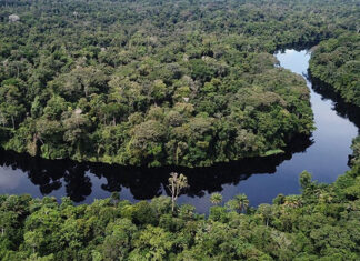 Bassin du Congo : 30 % des financements des systèmes alimentaires dédiés à l’agroécologie