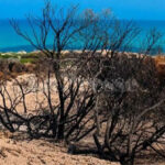 Après les Incendies de Forêt : Pourquoi un an de régénération naturelle est nécessaire