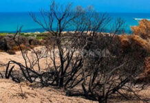 Tunisie : la régénération des forêts incendiées nécessite jusqu’à trois ans avant tout reboisement