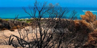 Tunisie : la régénération des forêts incendiées nécessite jusqu’à trois ans avant tout reboisement
