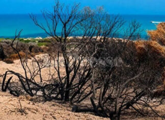 Tunisie : la régénération des forêts incendiées nécessite jusqu’à trois ans avant tout reboisement