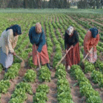 Agriculture Jendouba : la FAO veut faire monter les femmes rurales dans la chaîne de valeur