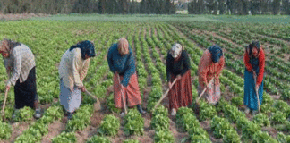 Agriculture Jendouba : la FAO veut faire monter les femmes rurales dans la chaîne de valeur