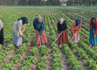 Agriculture Jendouba : la FAO veut faire monter les femmes rurales dans la chaîne de valeur