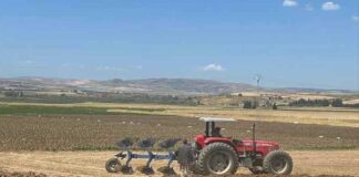 Siliana-Céréales : Les superficies programmées s’élèvent à 155 000 hectares