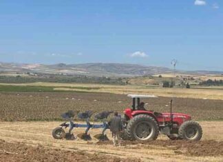 Siliana-Céréales : Les superficies programmées s’élèvent à 155 000 hectares