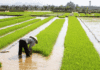 Chine : la finance au secours de l’agriculture, une leçon pour l’Afrique ?