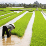 Chine : la finance au secours de l’agriculture, une leçon pour l’Afrique ?