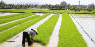 Chine : la finance au secours de l’agriculture, une leçon pour l’Afrique ?