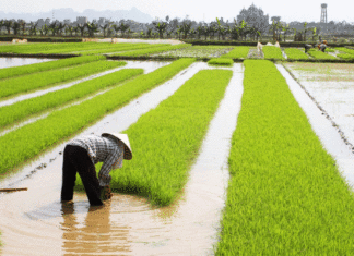Chine : la finance au secours de l’agriculture, une leçon pour l’Afrique ?