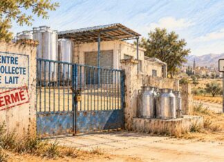 Filière laitière : cinq centres de collecte fermés à Sidi Bouzid Centre de collecte du lait fermé, portail cadenassé et bidons métalliques dans un paysage rural évoquant Sidi Bouzid