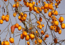 Agriculture : À Béja, le Japon pourrait aider à transformer le kaki tunisien en produit à plus forte valeur ajoutée