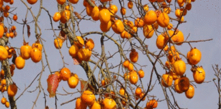Agriculture : À Béja, le Japon pourrait aider à transformer le kaki tunisien en produit à plus forte valeur ajoutée