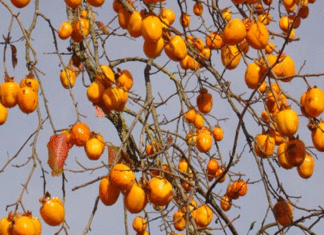 Agriculture : À Béja, le Japon pourrait aider à transformer le kaki tunisien en produit à plus forte valeur ajoutée
