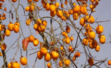 Agriculture : À Béja, le Japon pourrait aider à transformer le kaki tunisien en produit à plus forte valeur ajoutée