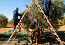 Bizerte : 16 000 tonnes d’olives attendues pour la campagne 2026-2027