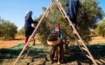 Bizerte : 16 000 tonnes d’olives attendues pour la campagne 2026-2027