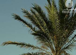 Festival OASIS DAYS 2026 : quatre jours pour valoriser le patrimoine des oasis de Gabès