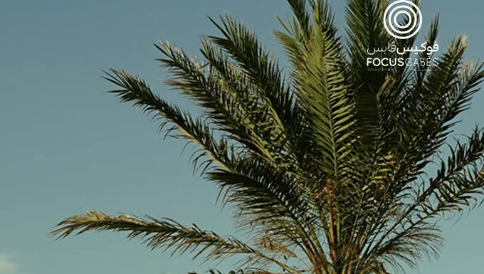 Festival OASIS DAYS 2026 : quatre jours pour valoriser le patrimoine des oasis de Gabès