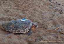 Djerba : une tortue marine parcourt 2 700 km avant d’atteindre Boughrara