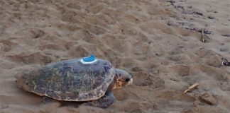 Djerba : une tortue marine parcourt 2 700 km avant d’atteindre Boughrara