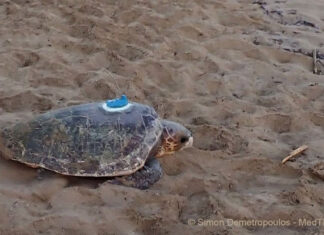 Djerba : une tortue marine parcourt 2 700 km avant d’atteindre Boughrara