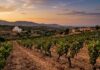 AGRICULTURE | Secteur Vinicole : De Magon à Xylella, 3 000 ans de vigne menacés Vignoble Viticulture