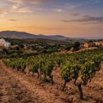 AGRICULTURE | Secteur Vinicole : De Magon à Xylella, 3 000 ans de vigne menacés Vignoble Viticulture