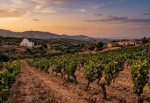 AGRICULTURE | Secteur Vinicole : De Magon à Xylella, 3 000 ans de vigne menacés Vignoble Viticulture